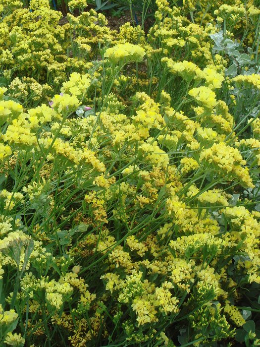 Limonium sinuatum 'Forever Gold'